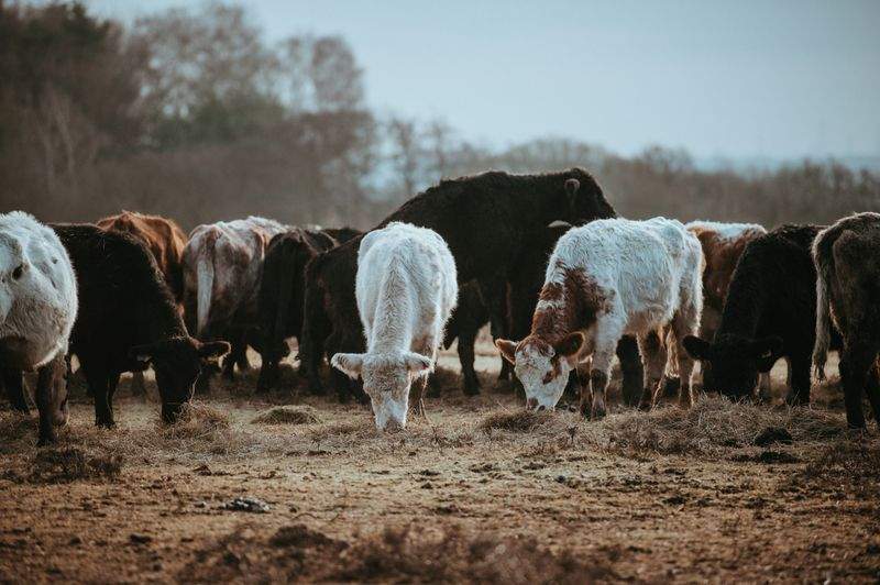 Optimización del manejo alimentario en época crítica