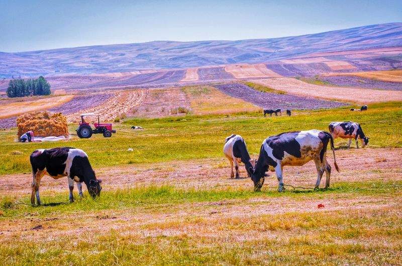 Ganadería Sierra del Encinar