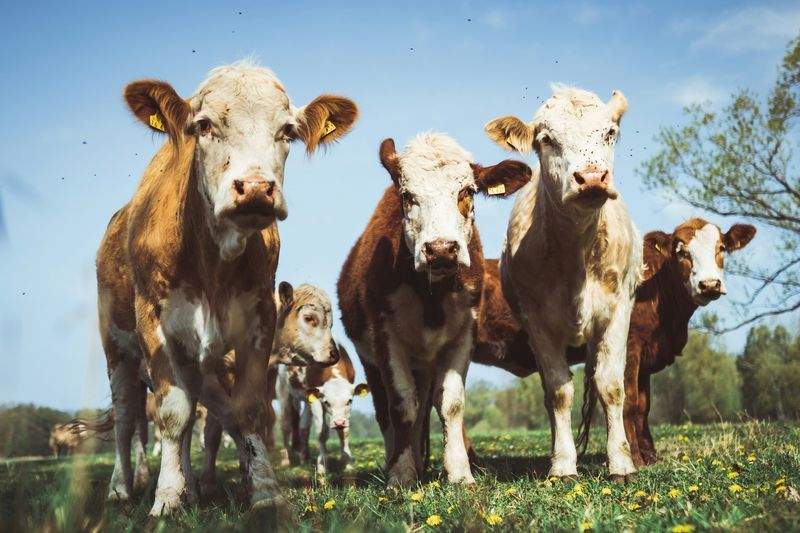 Venta de reses para producción y engorde