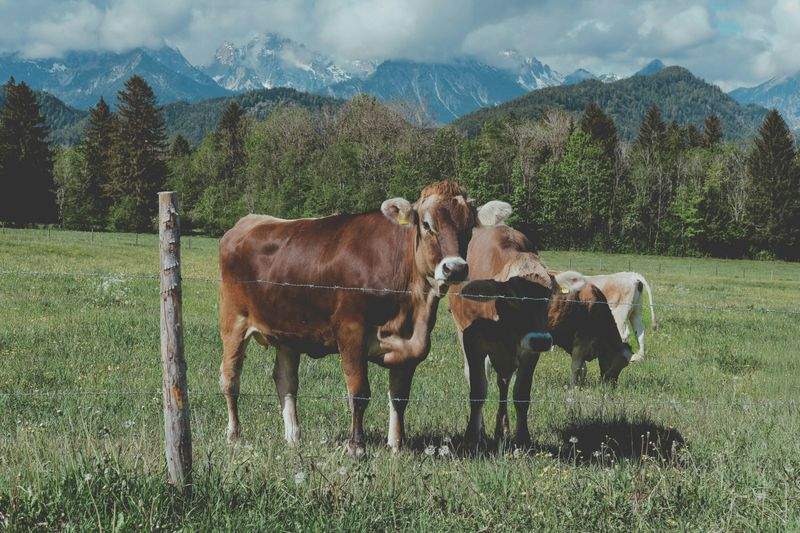 Asesoramiento en bienestar animal y trazabilidad